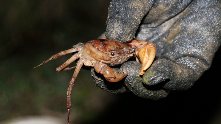 Theo chân nông dân Hà Tĩnh lội bùn săn cua đồng