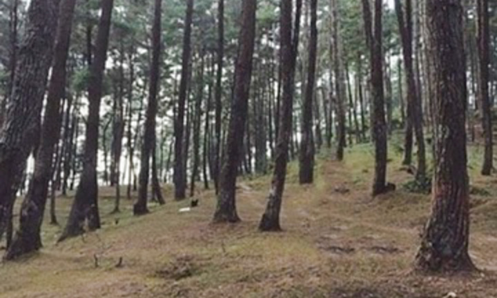 Hà Giang: Phát hiện nữ giáo viên và đồng nghiệp thương vong tại đồi thông