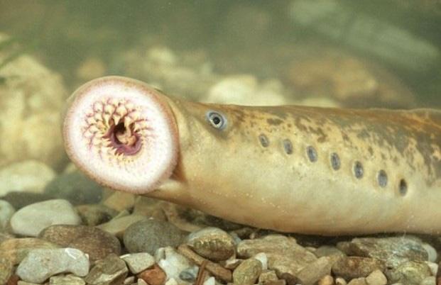 Loại cá có hình dạng đáng sợ nhưng đang được các bà nội trợ săn lùng