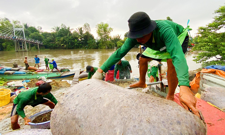 Đi cào ốc kiếm cả triệu bạc mỗi đêm