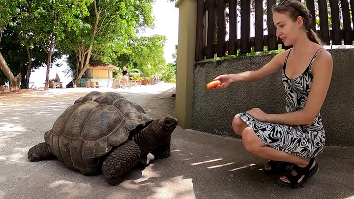 Rùa khổng lồ 125 tuổi giao lưu với du khách trên phố