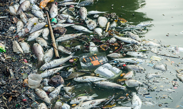 Kết quả quan trắc nước hồ Tây sau hiện tượng cá chết ra sao?