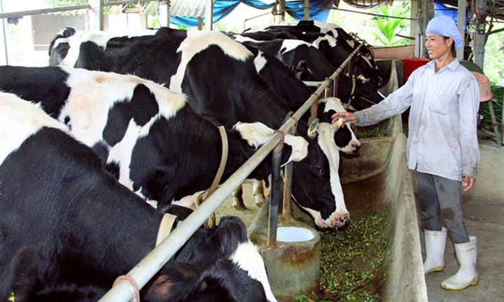 Nhiều chuỗi liên kết sản xuất - tiêu thụ sản phẩm nông nghiệp chủ lực ở Tây Ninh