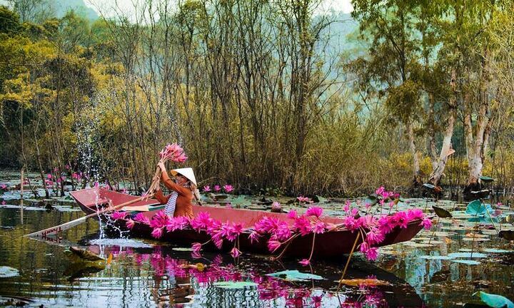 Check-in hoa súng nở rộ rực rỡ tại dòng suối xinh đẹp ở vùng ngoại thành Hà Nội