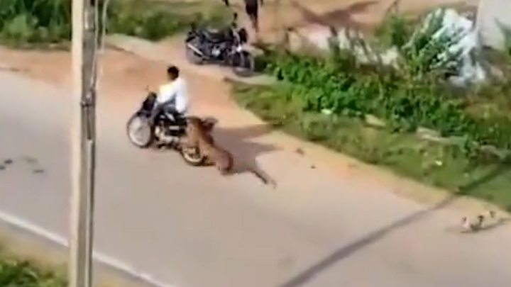 Báo hoa mai điên cuồng tấn công nhiều người ở Ấn Độ