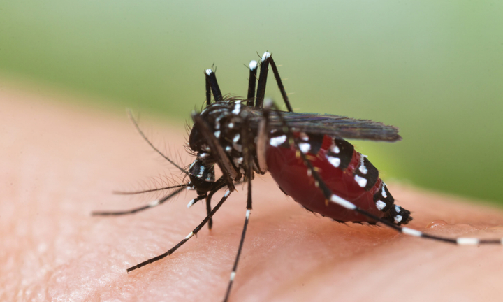 Những ai dễ mắc sốt xuất huyết?