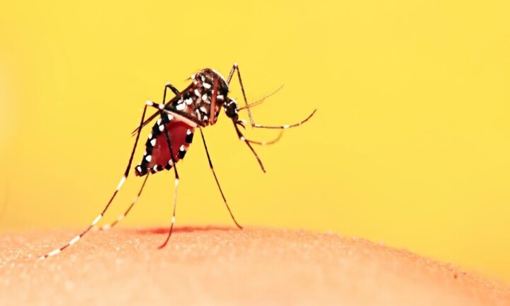 Sốt xuất huyết gia tăng, máy đuổi muỗi có tác dụng phòng bệnh?