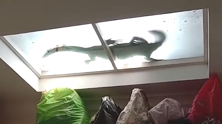 Thằn lằn dài 1,5m xuất hiện trên cửa sổ trời nhà dân ở Thái Lan
