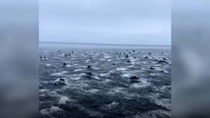 Hàng trăm cá heo phi lên khỏi mặt nước 