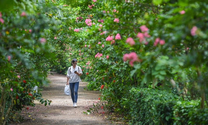 Ngắm vườn thực vật gần 2.000 loài ở Hà Nội