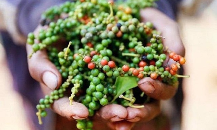 Giá tiêu hôm nay 11/11: Tiếp tục đi ngang sau đợt tăng giá