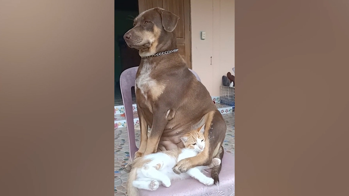'Tan chảy' với khoảnh khắc đáng yêu của chó và mèo