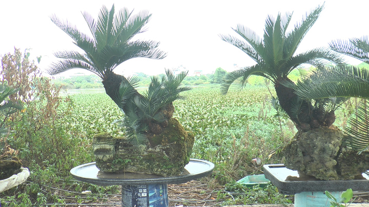 Chàng trai trồng vạn tuế mini bonsai trên đá ở Hà Nội