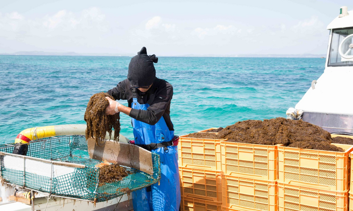 Giá trị y học của tảo nâu Okinawa