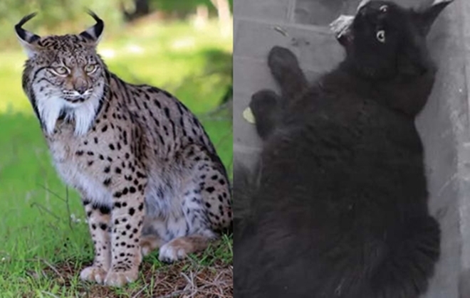 Quá béo nên bị nhầm là linh miêu, mèo bị cảnh sát bắt