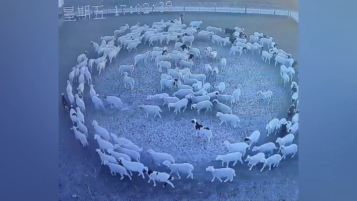 Kỳ lạ đàn cừu đi theo vòng tròn trong 12 ngày ở Trung Quốc