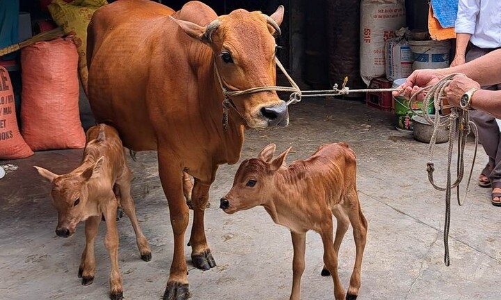 Chuyện lạ bò mẹ sinh đôi ở Hà Tĩnh