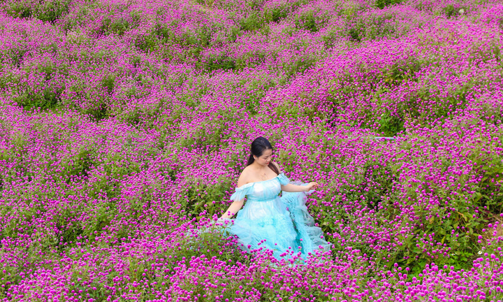 Giới trẻ Hà thành mê mẩn check-in thảm hoa bách nhật tím bên sông Hồng