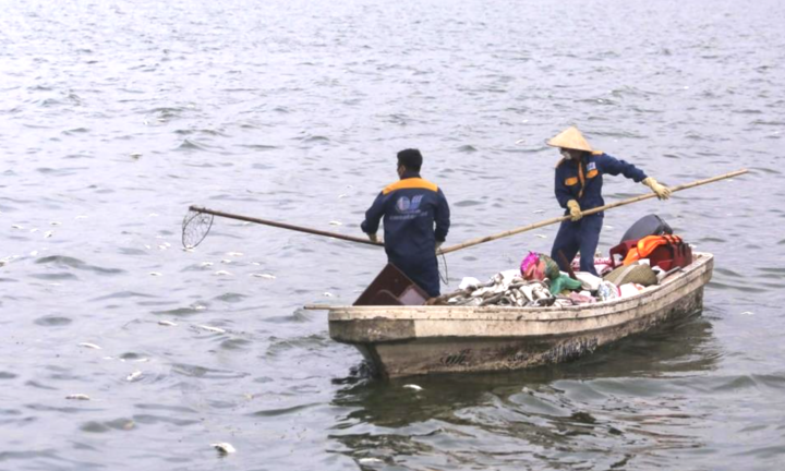 Hà Nội đánh bắt cá để giảm mật độ trong Hồ Tây