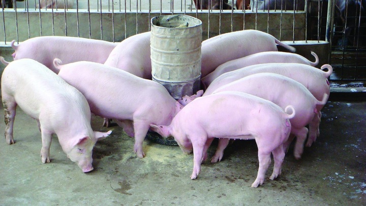 Giá heo hơi hôm nay 23/11: Giá heo hơi đảo chiều, tăng mạnh ở nhiều nơi