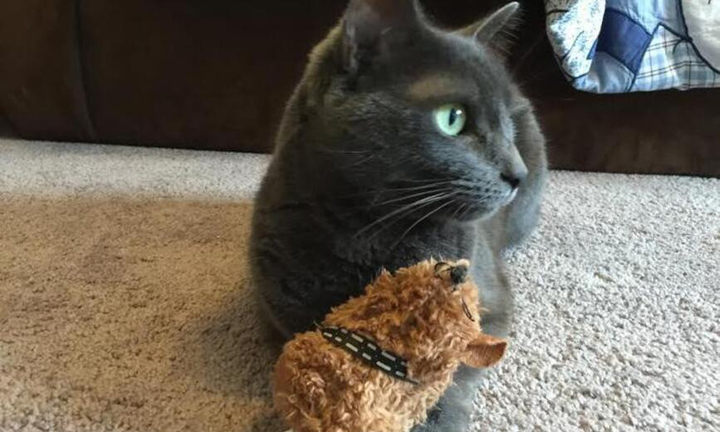 Mèo tâm linh, rùa thần nối gót bạch tuộc Paul so tài dự đoán World Cup 2022