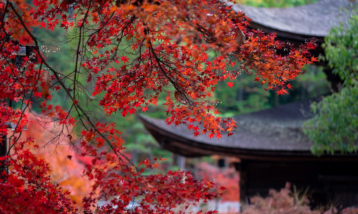 Nhật Bản mùa thay lá