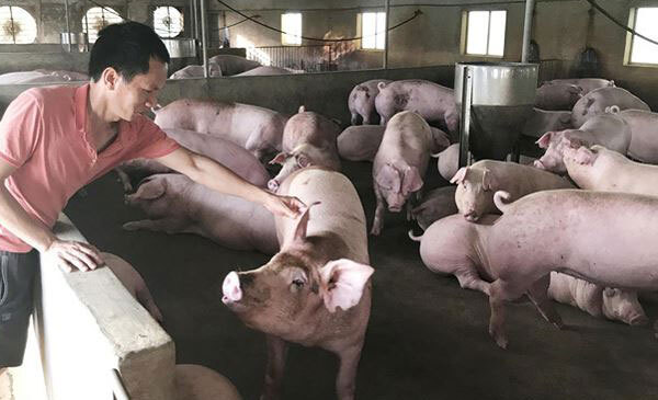 Giá heo hơi hôm nay 24/11: Tăng 1.000- 3.000 đồng/kg ở nhiều địa phương