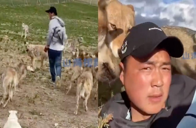 Sống cùng 320 con sói suốt 7 năm, chàng trai thành 'vua sói'