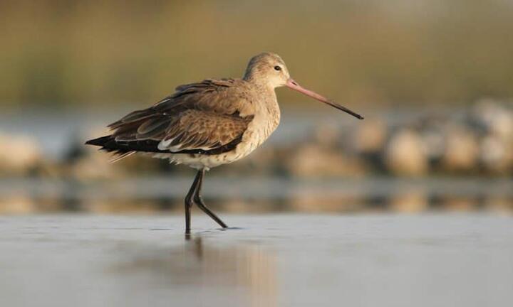 Bay liên tục 13.500km trong 11 ngày, con chim choắt lập kỷ lục Guinness mới