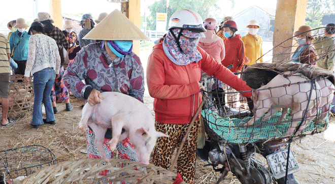 Xứ Quảng có nghề 'bồng heo'