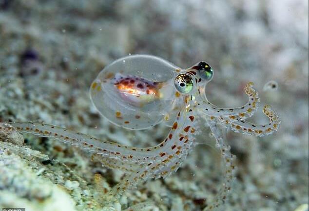 Bạch tuộc có chung tổ tiên với con người, não phát triển vượt bậc