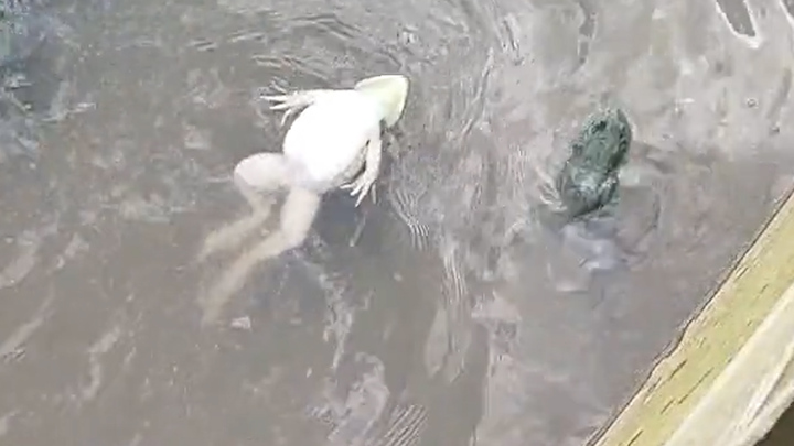 Ếch bơi ngửa thả mình trên mặt nước ở Trung Quốc