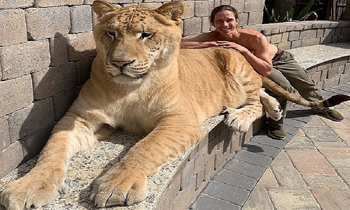 Sư tử lai hổ lớn nhất thế giới