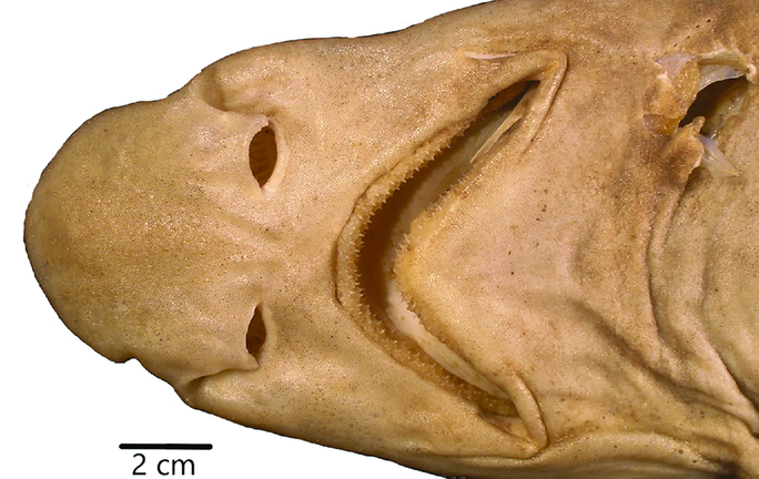 Phát hiện cá mập quái dị chưa từng thấy trên thế giới