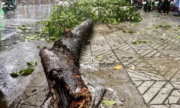 Sóc Trăng: Cây điệp đổ trong cơn dông khiến hai bà cháu tử vong