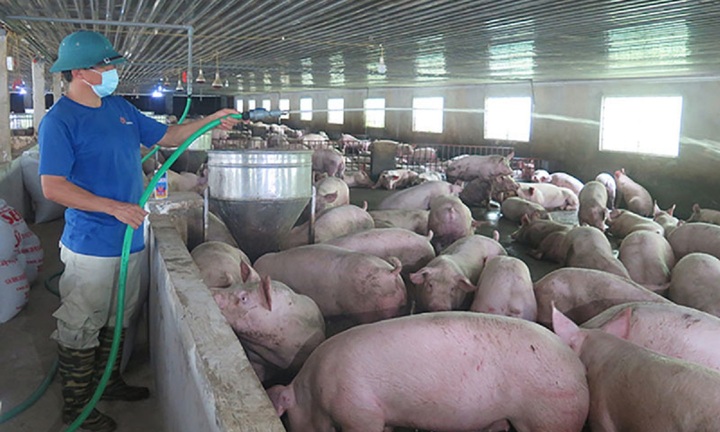Giá heo hơi hôm nay 03/12: Giảm nhẹ 1.000 đồng/kg 