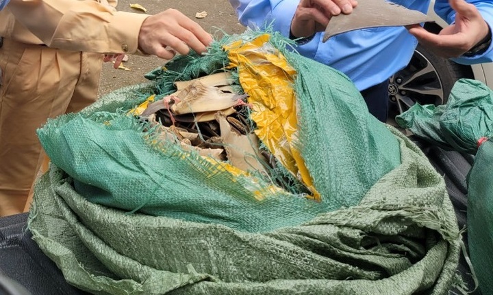 Quảng Ninh: Tạm giữ 30kg vây cá mập khô không rõ nguồn gốc xuất xứ