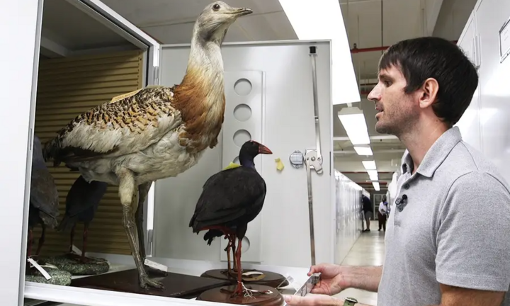 Ngắm bộ sưu tập tiêu bản chim lớn nhất thế giới