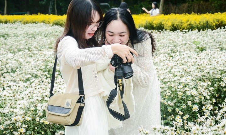 Nườm nượp người check in vườn cúc họa mi cuối vụ