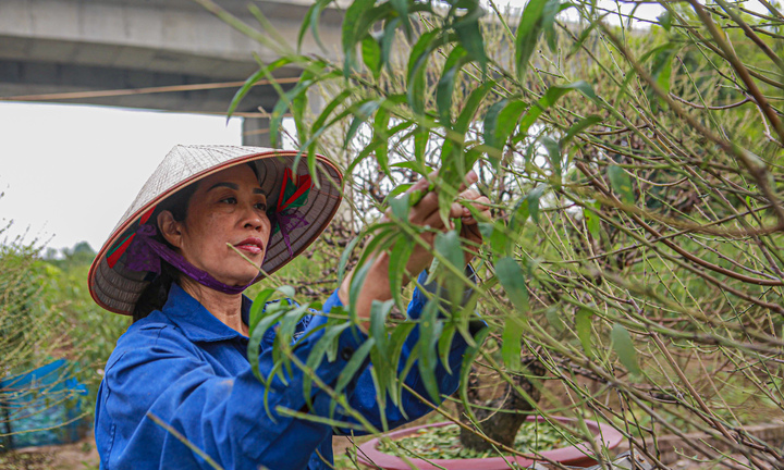 Đào Nhật Tân vào mùa tuốt lá
