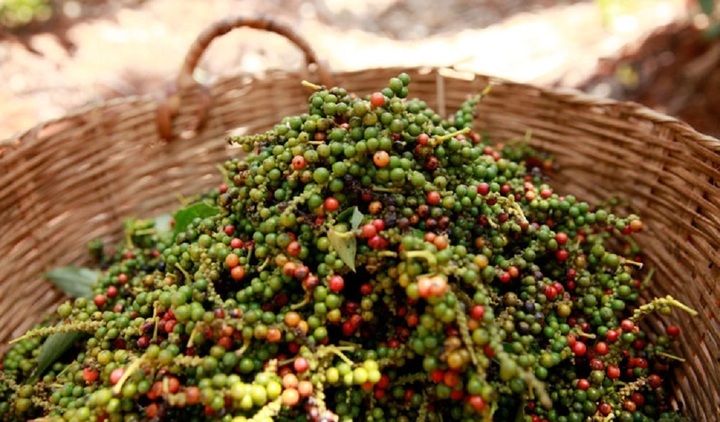Giá tiêu hôm nay 6/12: Tiếp tục đi ngang, cao nhất ở mức 63.000 đồng/kg