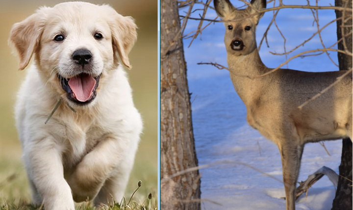 Chó cưng đi dạo, dắt về nhà một 'thần thú phương Đông'