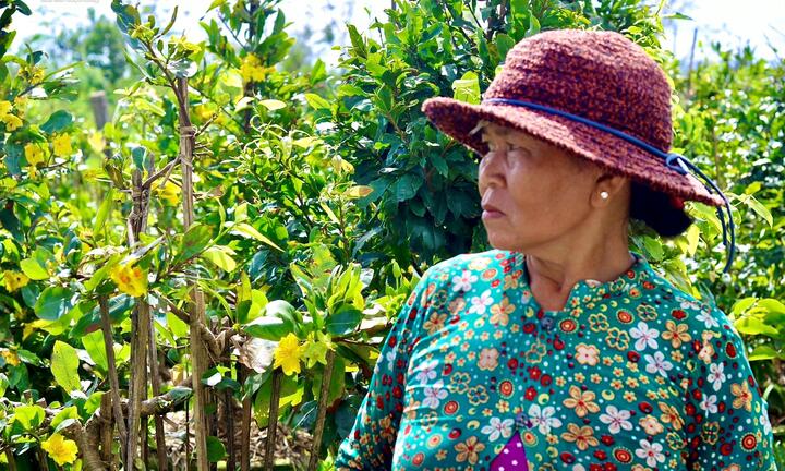 Mai vàng Bình Định bung nở rực rỡ trước tết: Hoa 'cười', người lo