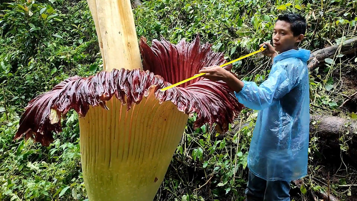 Du khách tìm thấy hoa xác chết quý hiếm trong rừng Indonesia