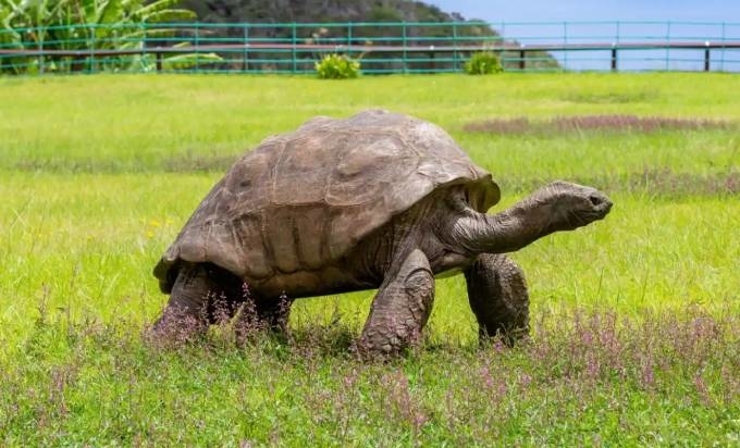 Cụ rùa cao tuổi nhất thế giới đón sinh nhật thứ 190 