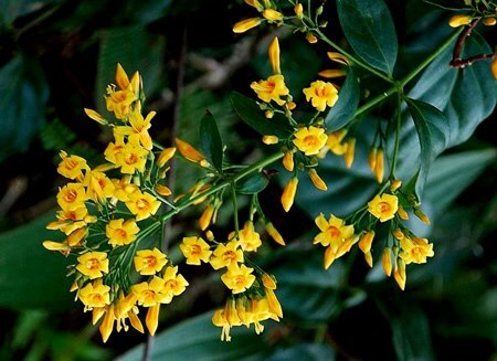 Hai nữ sinh ăn nhầm lá ngón, một em tử vong