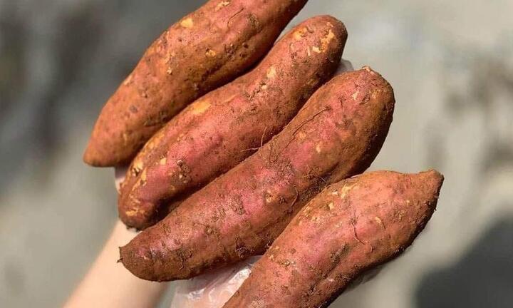 Một củ khoai lang dính đất, Trung Quốc trả lại cả lô hàng