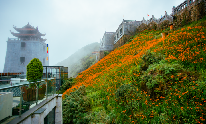 Những đóa hoa dơn thóc nở trong sương gió