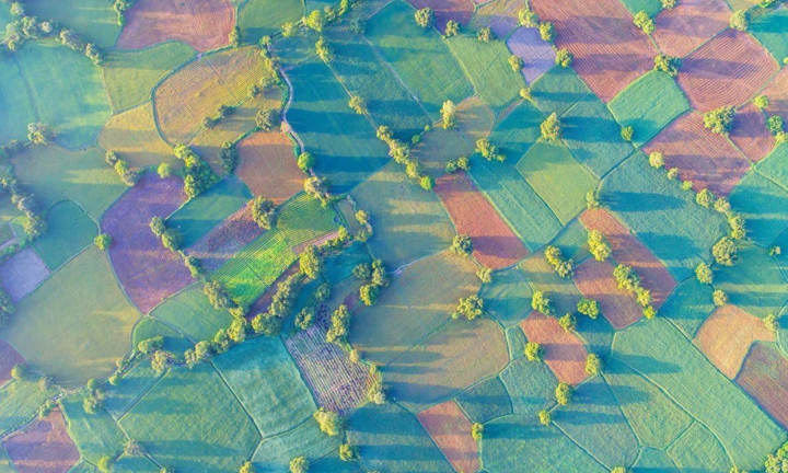 Cánh đồng độc đáo nhất miền Tây đẹp như tranh vẽ với các thửa ruộng màu sắc