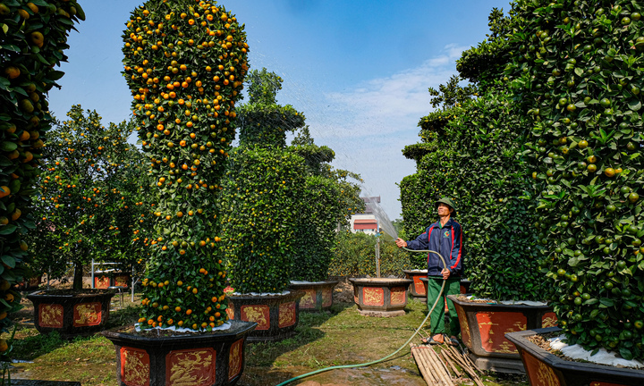 Hàng độc chơi Tết: Quýt cảnh khổng lồ cao 3,2m hình cúp vàng World Cup